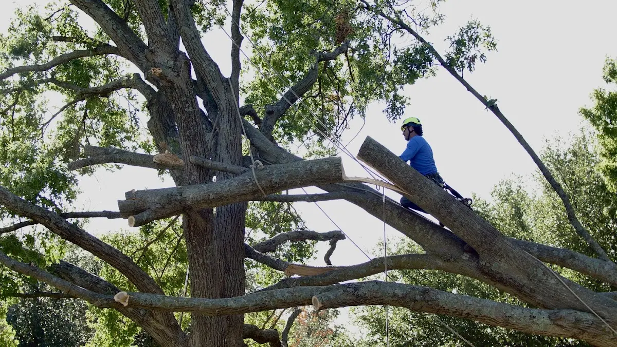 Professional Hazardous Tree Removal performed by certified arborists in Hector