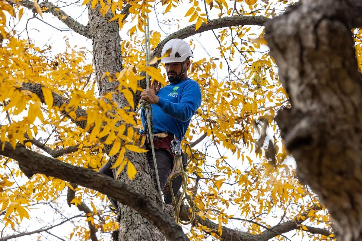 Skilled Tree Transplanting crew working in Hector