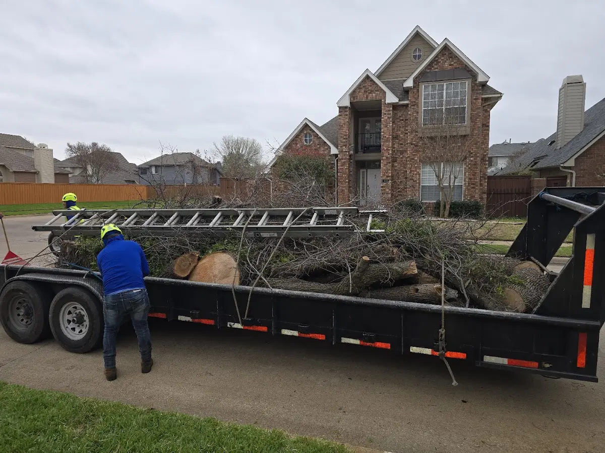 Expert Tree Removal with proper safety equipment in Hector